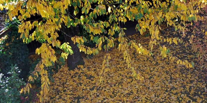 Lauberde Selbst Herstellen Das Herbstlaub Im Garten Fur Lauberde