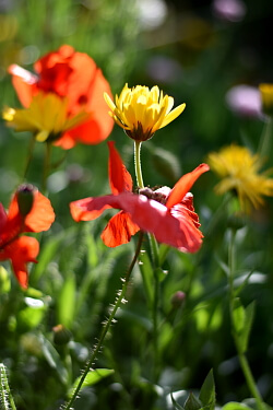 Gartenarbeit im Juni - Mohn und Ringelblumen