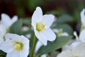 Gartenarbeit im November - Christrosen