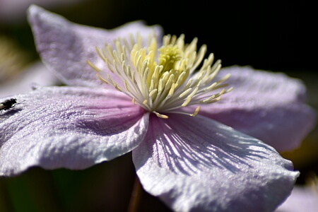 Terrasse gestalten - blühender Sichtschutz mit Clematis