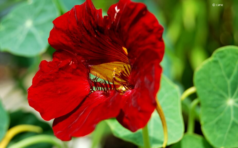 Rote Blüte einer Kapuzinerkresse