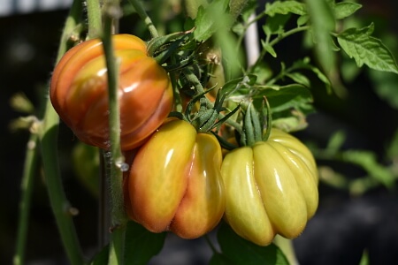 Tomatensorten - unreife Tomaten der Sorte Bührer Kehl