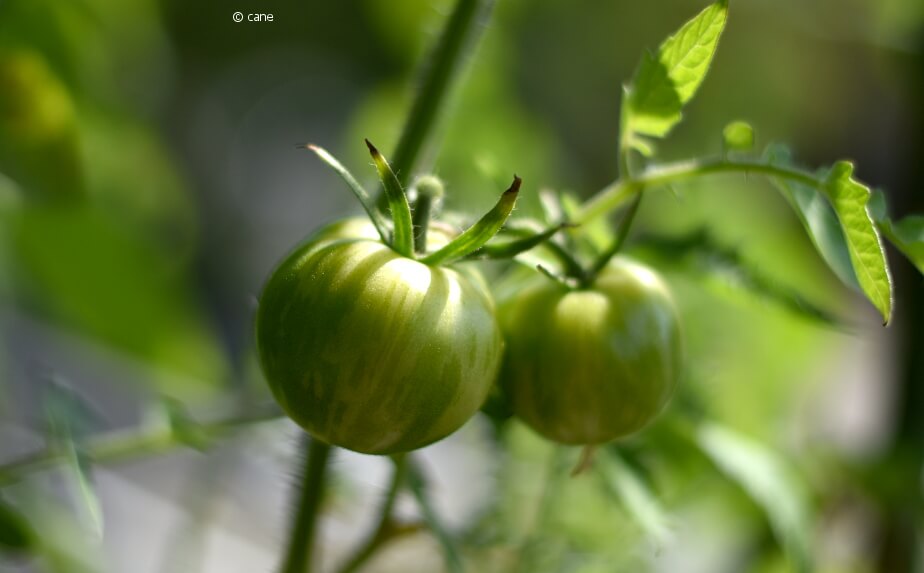 Tomatensorten - unreife Tomaten