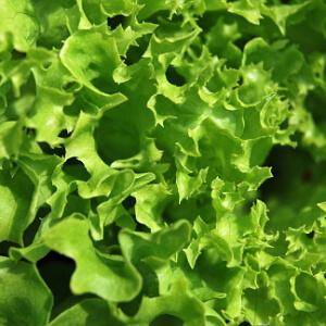 Beipflanzung in der Mischkultur - Salat