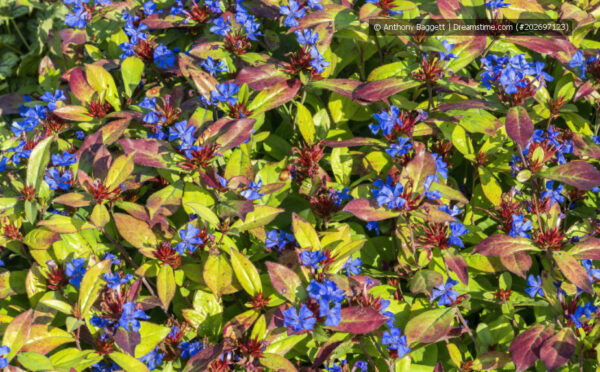 Chinesische Bleiwurz – enzianblaue Blüten und eine rote Herbstfärbung