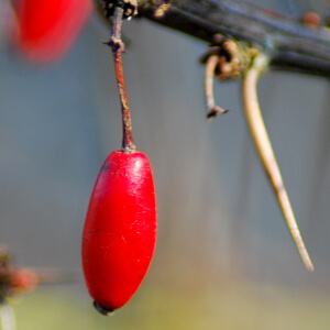 rote Beere einer Berberitze