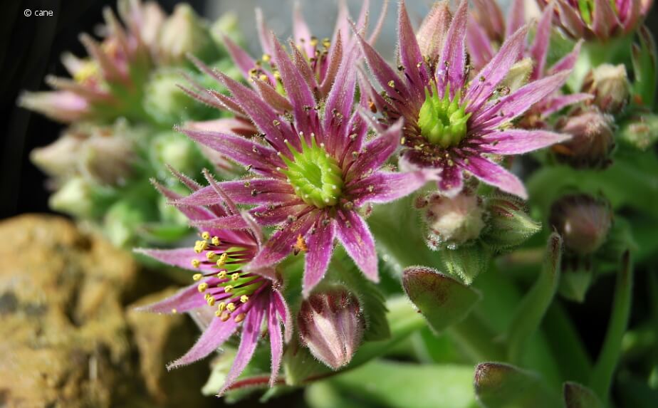 Blüten einer Hauswurz im Garten