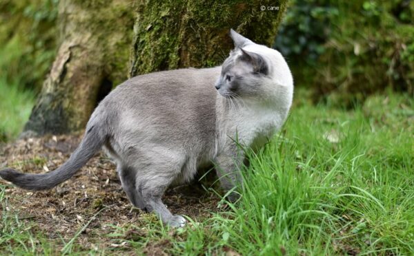 Der etwas andere Kräutergarten: Katzenkräuter für den Stubentiger