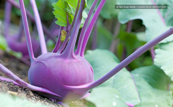 Kohlrabi im Garten selbst anbauen, ernten und genießen