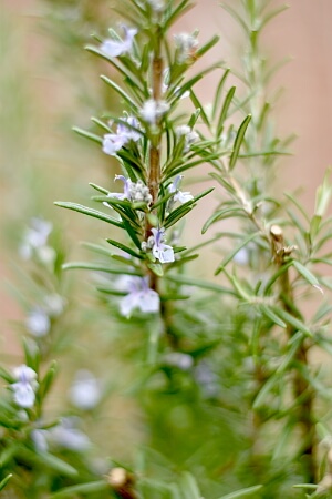 Rosmarin mit Blüten im Kräuterbeet