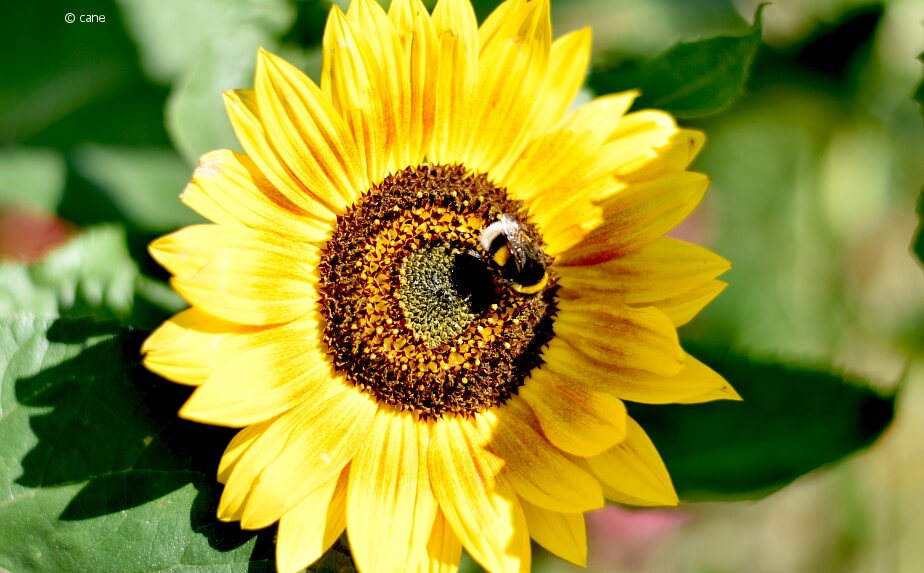 Sonnenblume mit Hummel