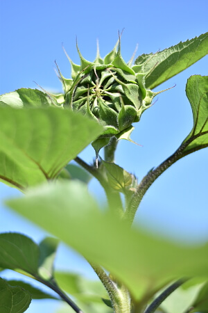 Sonnenblume mit grünem und geschlossenem Blütenkopf