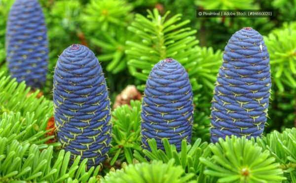 Nadelbäume im Garten: groß oder klein, schnell- oder langsamwachsend