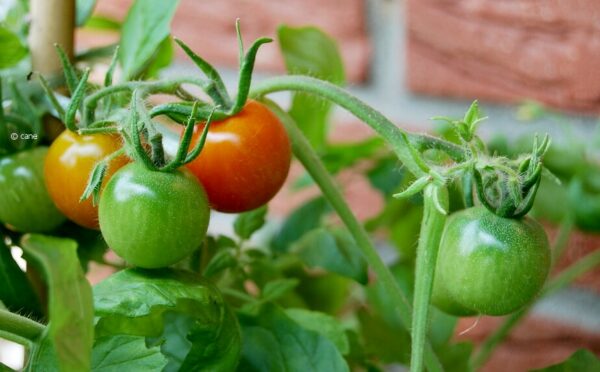 Tomaten düngen – biologische Nahrung für eine reiche Ernte