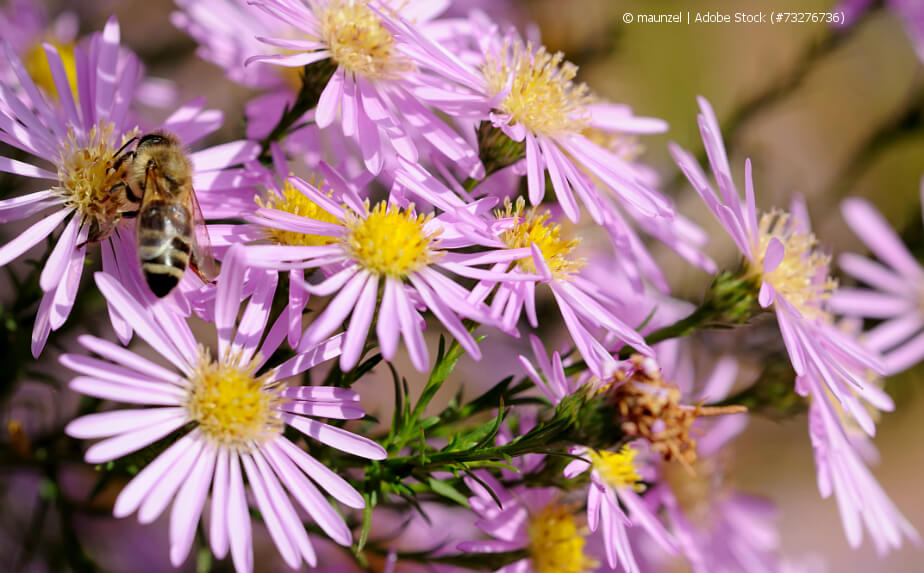 Blühende Herbstastern (Astern)