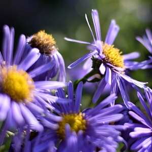 Blühende Herbstastern (Astern)