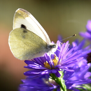 Blühende Herbstastern (Astern) mit einem Schmetterling