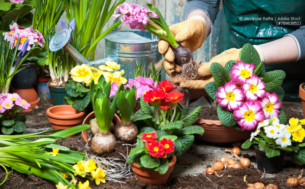 Frühling – der Garten erwacht