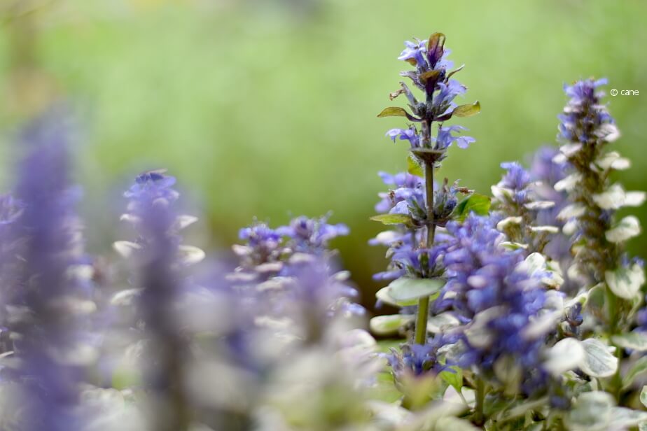 Blühender Kriechender Günsel (Ajuga reptans)