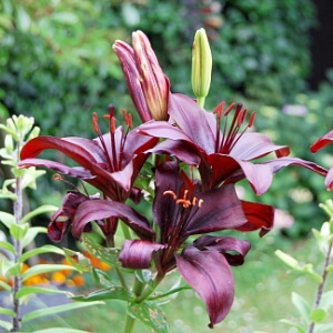 Blühende Lilien im Garten