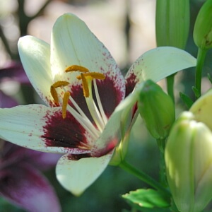 Blühende Lilie mit zwei Farben