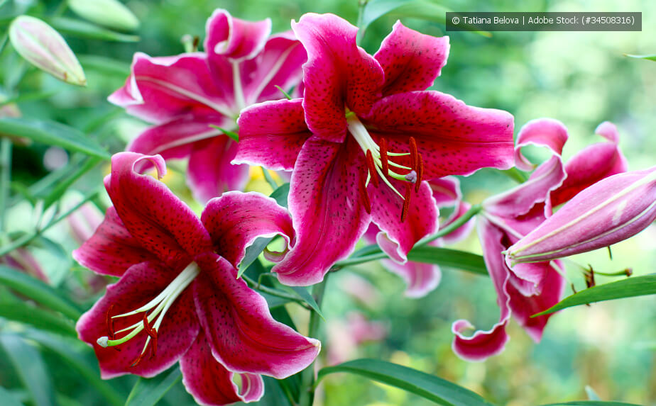 Blühende Lilien im Garten