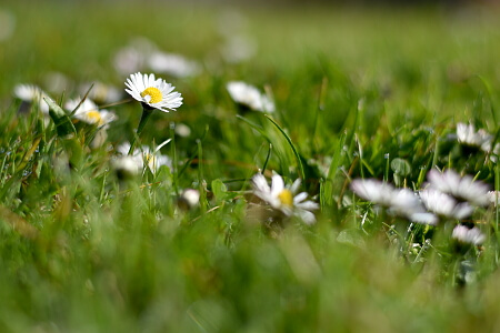 Gänseblümchen im Rasen