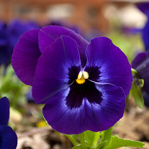 Blau blühendes Stiefmütterchen im Garten