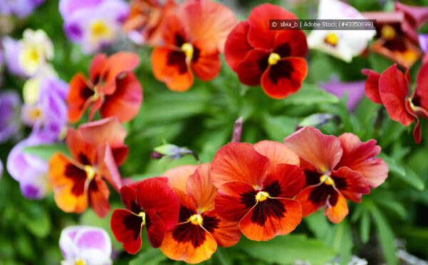 Stiefmütterchen sorgen für eine kunterbunte Farbenpracht im Garten