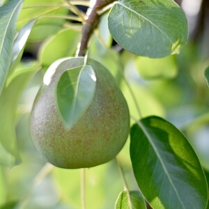 Birne an einem Birnenbaum in einem Bauerngarten