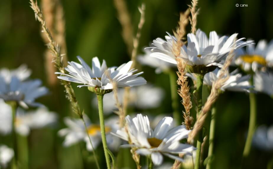 Blumen und Gräser im Bauerngarten