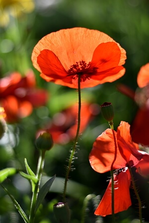 Blühende Mohnblumen - Klatschmohn