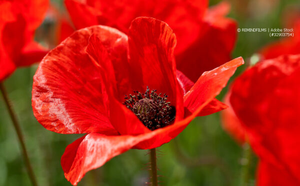 Mohnblumen: leuchtend rote Blüten im Garten