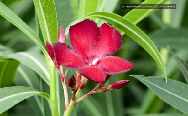 Oleander verleiht Balkon und Terrasse ein mediterranes Flair