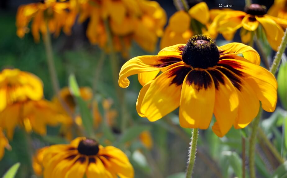 Sommerbepflanzung - blühende Rudbeckien