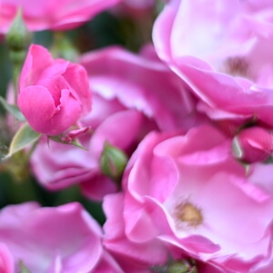 Sommerbepflanzung - rosa Rosen im Sommergarten