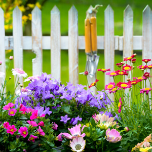 Sommerbepflanzung - buntes Blumen im Garten