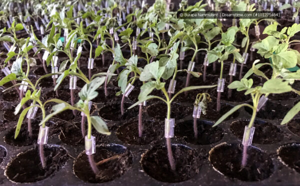 Tomaten veredeln: Schritt für Schritt zu mehr Erträgen