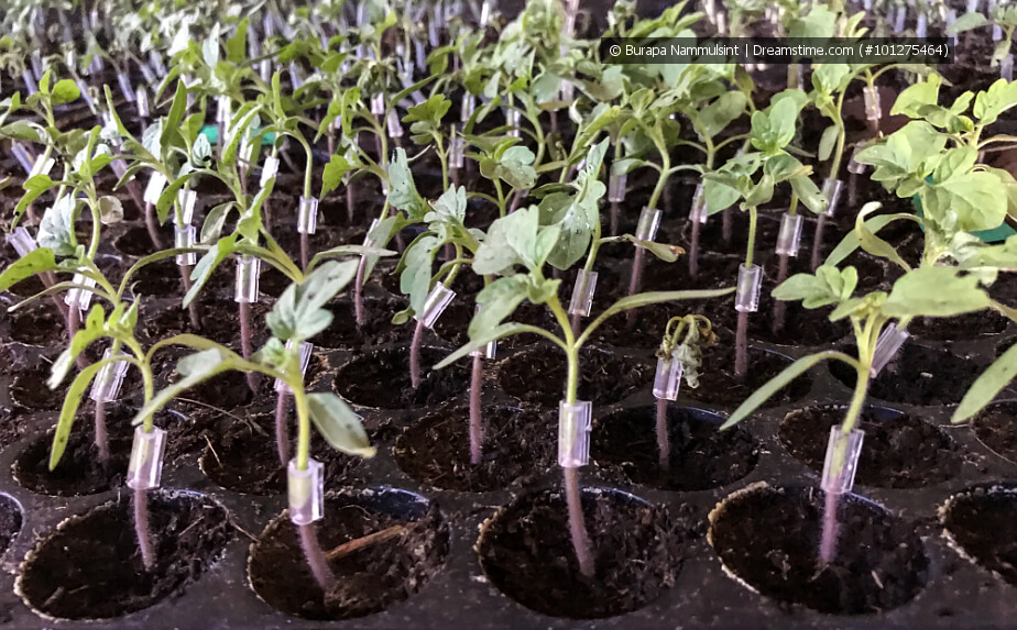 Tomaten veredeln