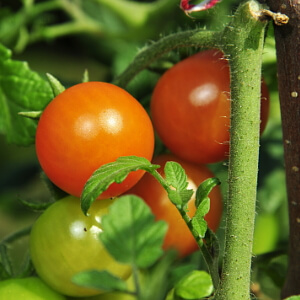 Veredelte Tomaten