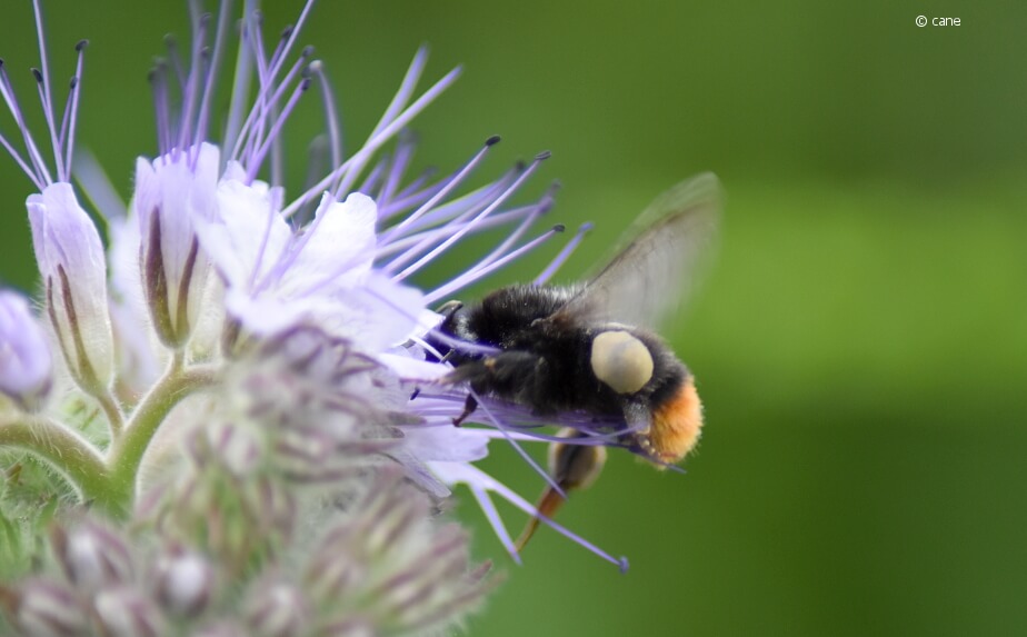 Wildbiene an einer Blüte - Lebensräume schaffen im Garten