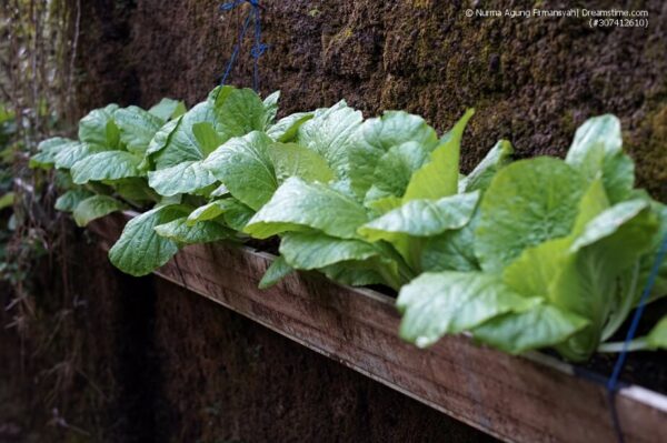 Blattsenf – ein vielseitiges Blattgemüse für den Garten